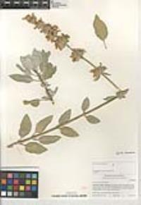 Salvia vaseyi image