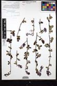 Ceanothus tomentosus var. olivaceus image