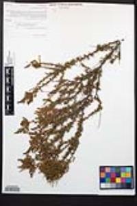 Adenostoma fasciculatum image