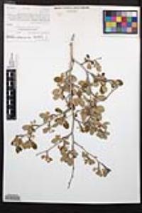 Cercocarpus montanus var. glaber image