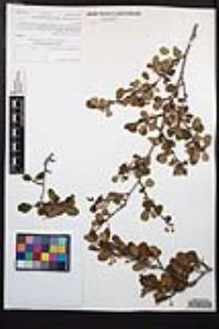 Cercocarpus minutiflorus image