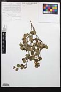 Cercocarpus minutiflorus image