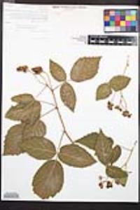 Rubus ursinus image