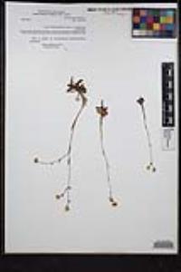 Plagiobothrys nothofulvus image