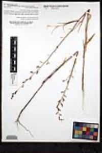 Streptanthus glandulosus subsp. glandulosus image