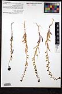 Streptanthus insignis subsp. lyonii image