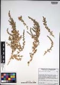 Atriplex coronata image