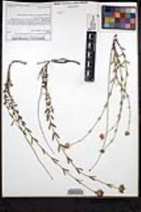 Monardella linoides image