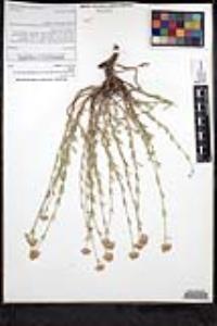 Monardella linoides image