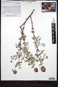 Monardella undulata image