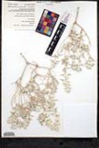 Salvia funerea image