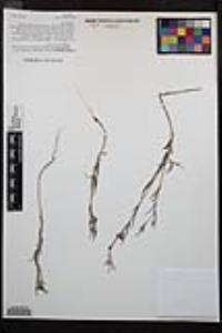 Clarkia purpurea image