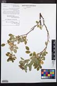 Rosa pisocarpa image
