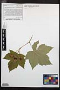 Rubus parviflorus image