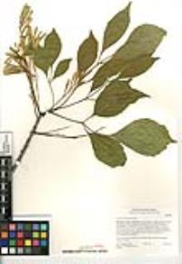 Fraxinus latifolia image