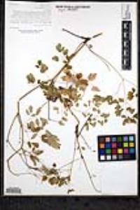 Thalictrum peninsulare image