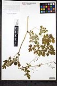 Thalictrum peninsulare image