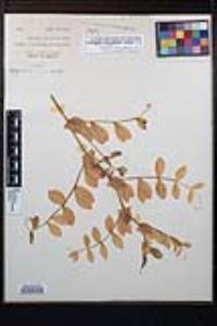 Lathyrus japonicus image