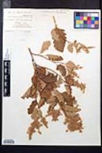 Holodiscus discolor image