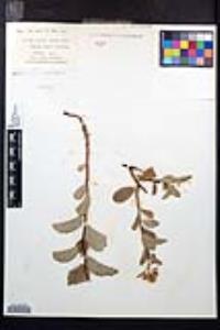 Spiraea lucida image