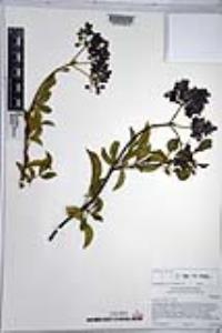 Sambucus nigra subsp. caerulea image