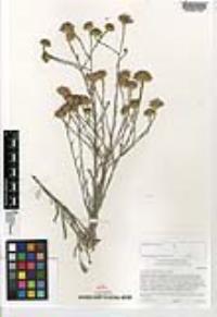 Corethrogyne filaginifolia image
