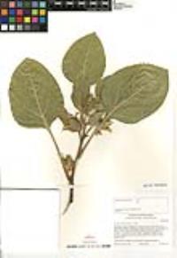 Agnorhiza ovata image