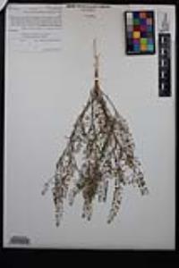 Lepidium virginicum var. robinsonii image