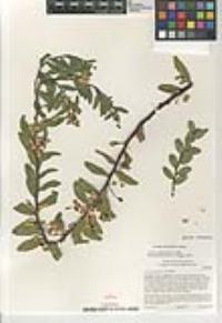 Acacia podalyriifolia image