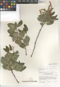 Quercus agrifolia var. oxyadenia image