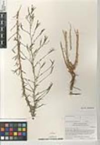 Epilobium brachycarpum image