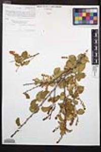 Prunus ilicifolia image