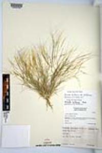 Aristida californica image