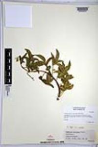 Sambucus cerulea image