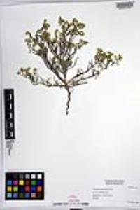 Johnstonella angustifolia image