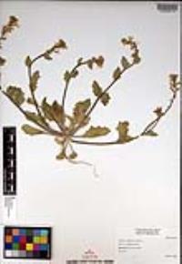 Dithyrea californica image