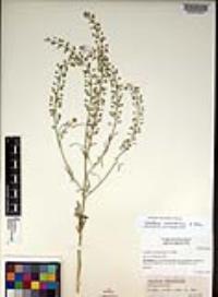 Lepidium ramosissimum image