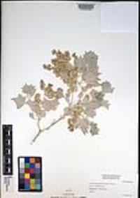 Atriplex hymenelytra image
