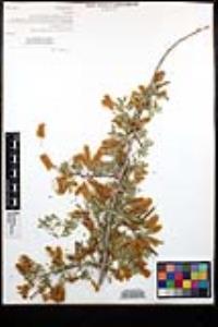 Senegalia greggii image