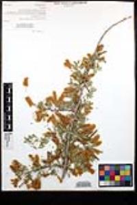 Acacia greggii image