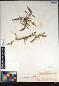 Lepidium nitidum image