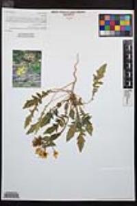 Chylismia claviformis image