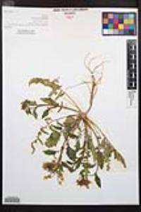 Chylismia claviformis image