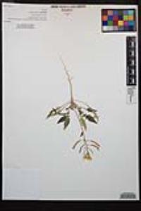 Chylismia claviformis var. peirsonii image
