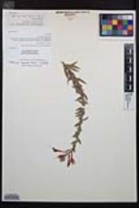 Epilobium canum subsp. canum image