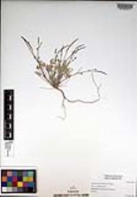 Eschscholzia minutiflora image