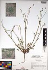 Eschscholzia minutiflora image
