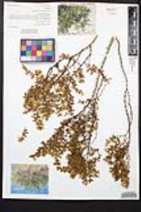 Larrea tridentata image