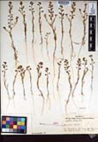 Lepidium nitidum image