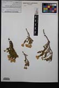 Ericameria cuneata var. cuneata image